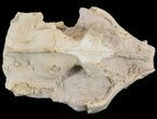 Oreodont (Merycoidodon gracilis) Skull - South Dakota #43134-3